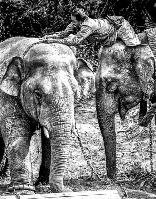 Domesticating wild  elephants