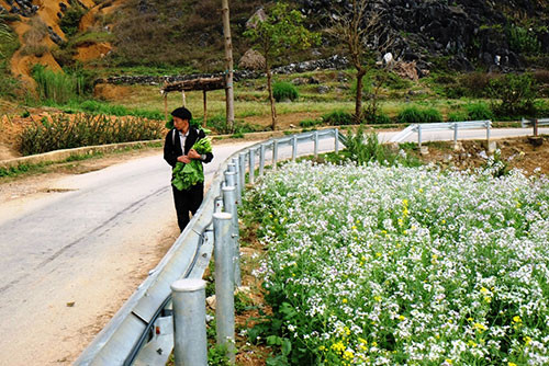 Hoa cải trắng bên đường vào xã Lũng Chinh