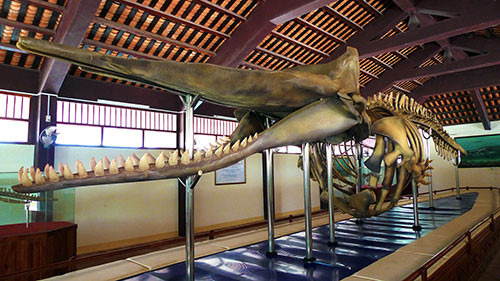 Bộ xương cá Ông Chuông dài hơn 17m được trưng bày tại Vạn An Thạnh.