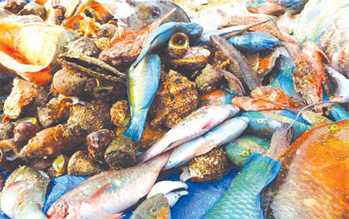 Hải đặc sản của Phú Quý rất đa dạng.