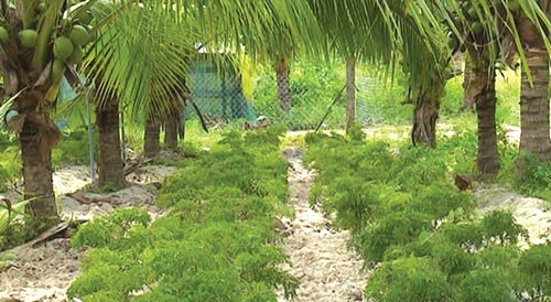 HIEP HOI DUA BEN TREMô hình trồng xen trong vườn dừa