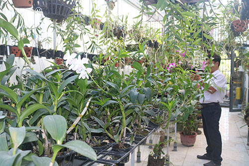 Độc đáo vườn lan tiền tỷ trên sân thượng của chàng trai Lê Mạnh Chung   VTVVN