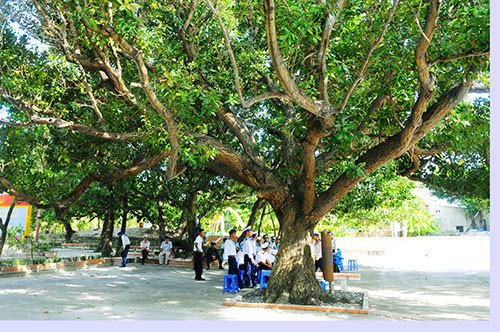 Cây di sản ở đảo Trường Sa lớn có niên đại hơn 100 năm tuổi.