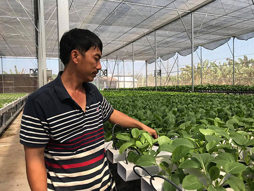 Trồng rau thủy canh Hướng đi mới để sản xuất rau an toàn  Tin tức  sự  kiện  Cổng thông tin điện tử tỉnh Thái Nguyên