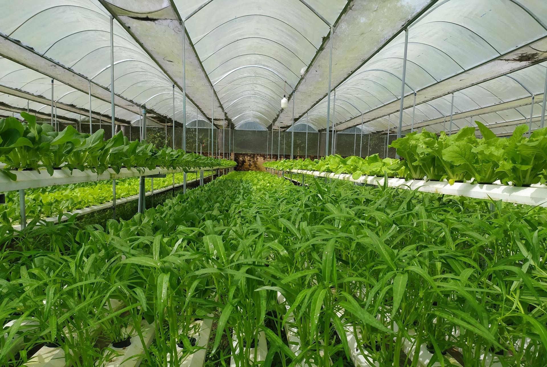 Những ưu và nhược điểm của phương pháp trồng rau nhà kính