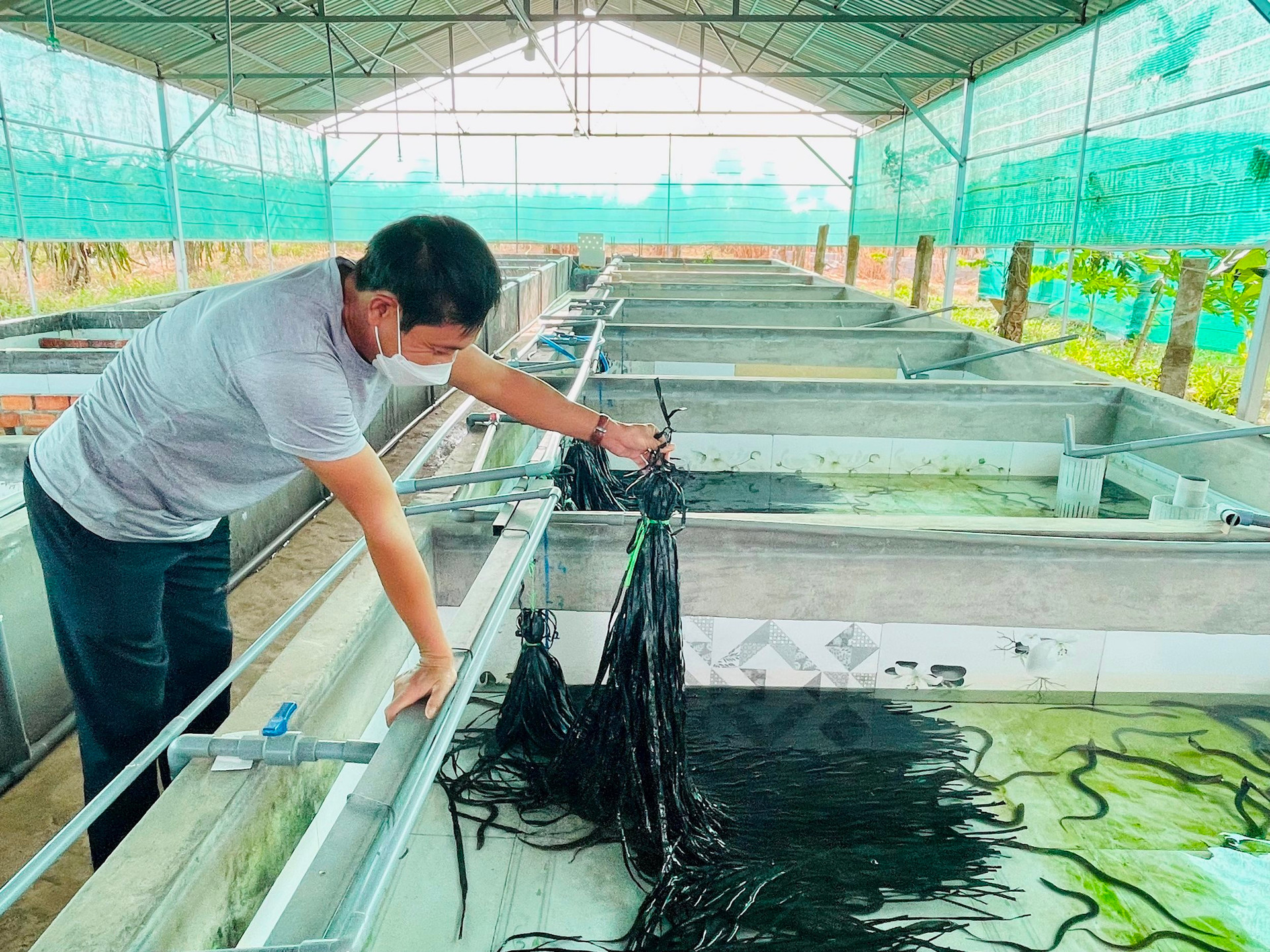Kinh nghiệm làm giàu từ mô hình nuôi lươn công nghiệp  Tôm Vàng