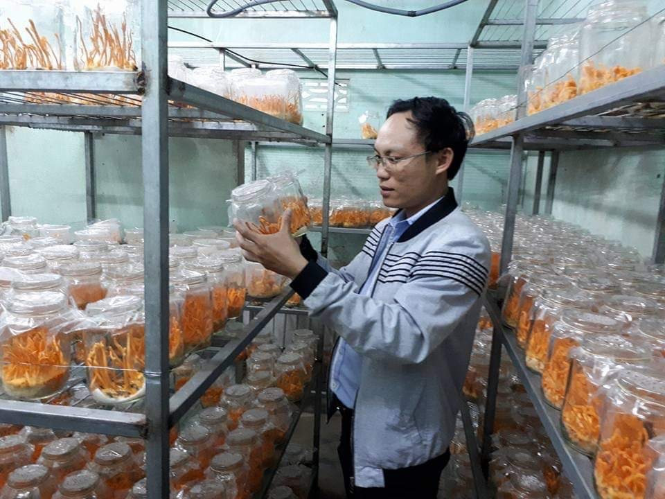 Việt kiều về nước nuôi đông trùng hạ thảo bán dược liệu quý giá rẻ