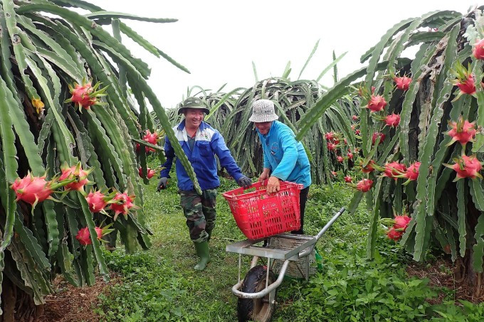 Nông dân đang thu hoạch thanh long trong một khu vườn ở xã Hàm Thạnh, huyện Hàm Thuận Nam. Ảnh: Việt Quốc