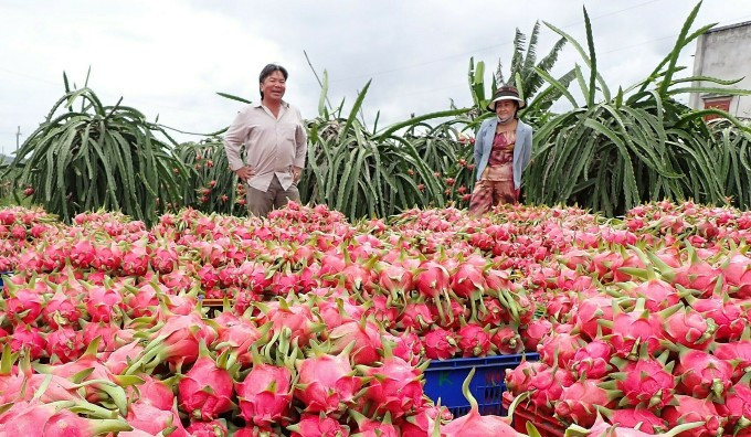 Thanh long vừa thu hoạch trong vườn nhà ông Trần Văn Sáng (Hàm Thuận Nam), ngày 9/1. Ảnh: Việt Quốc