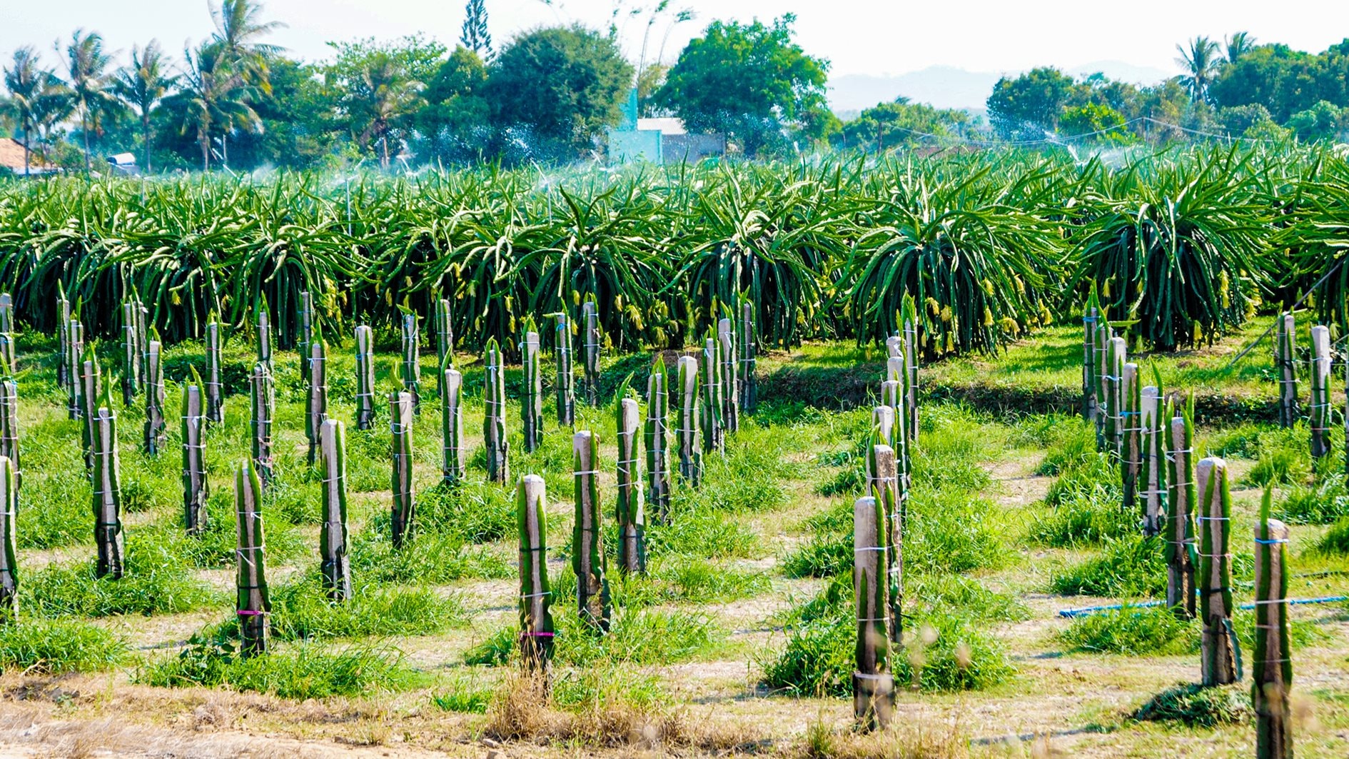 Giảm nghèo bền vững ở Hàm Thuận Nam Sức mạnh của thủy lợi