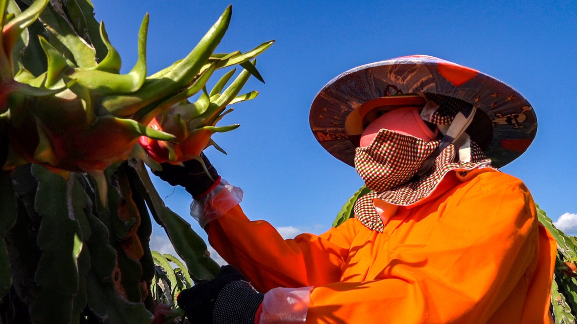 Giảm nghèo bền vững ở Hàm Thuận Nam Sức mạnh của thủy lợi