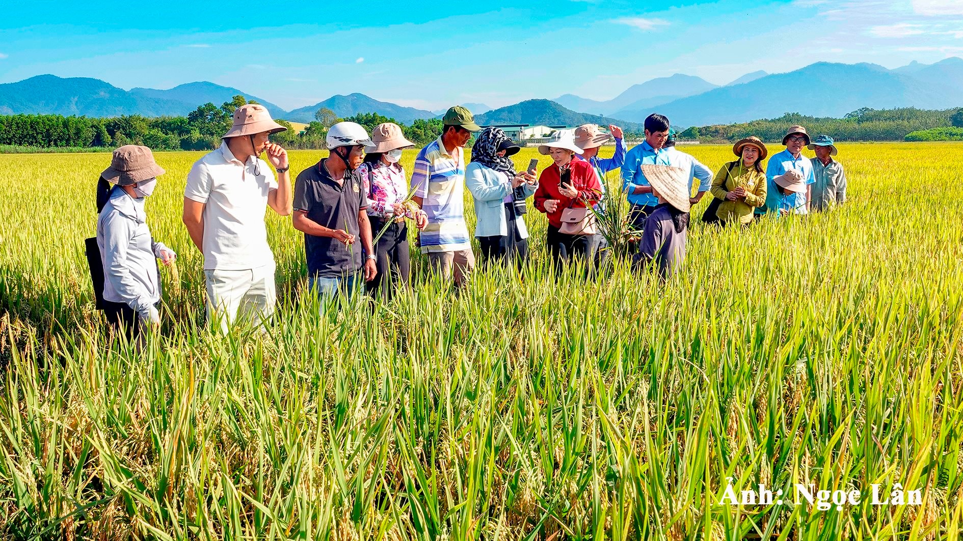 nha-nong-tham-quan-canh-dong-san-xuat-lua-theo-tieu-chuan-vietgap-o-duc-linh-anh-n.-lan-.jpg