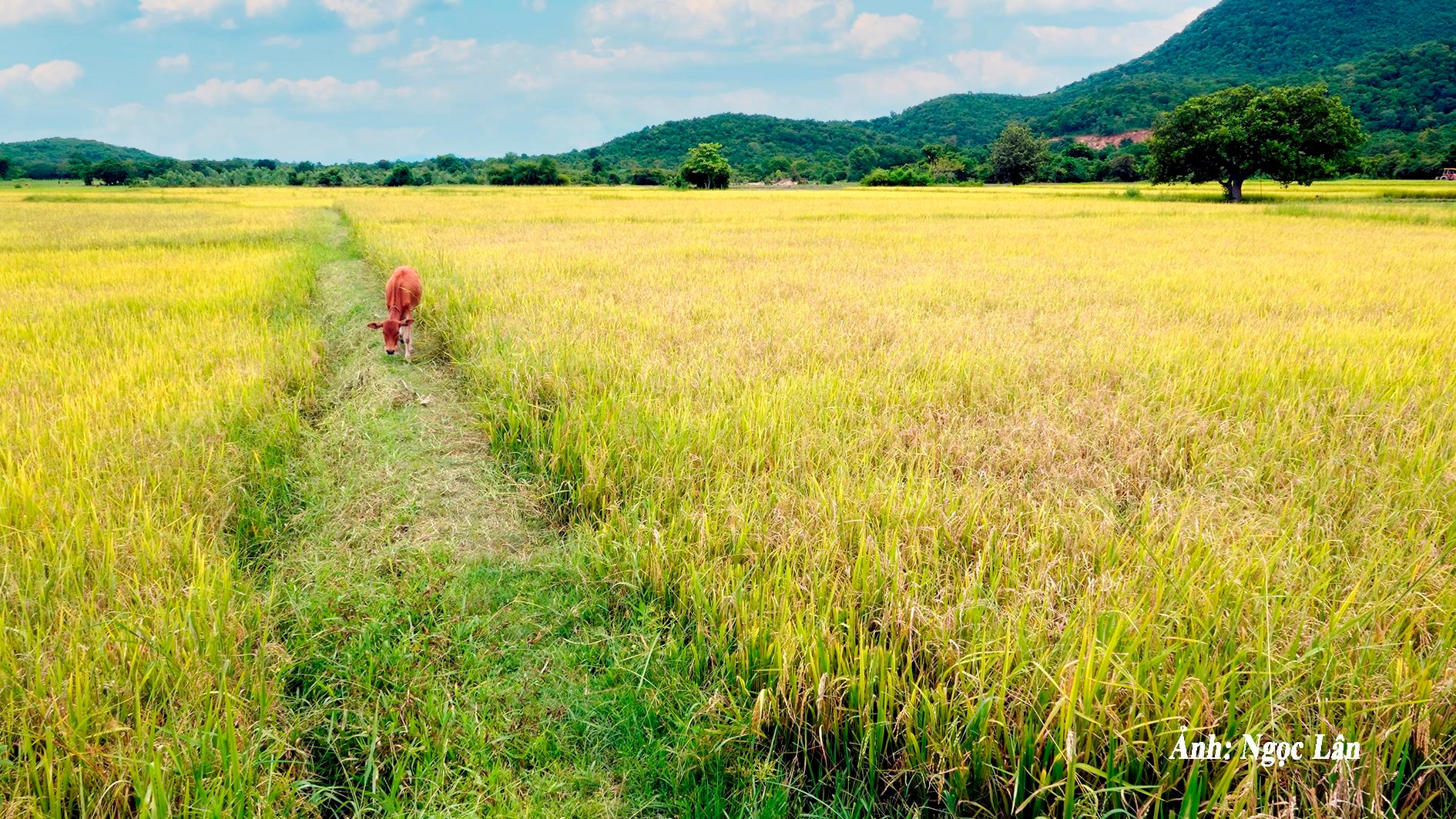 canh-dong-lua-nuoc-o-xa-phan-dien-bac-binh-anh-n.-lan-.jpg