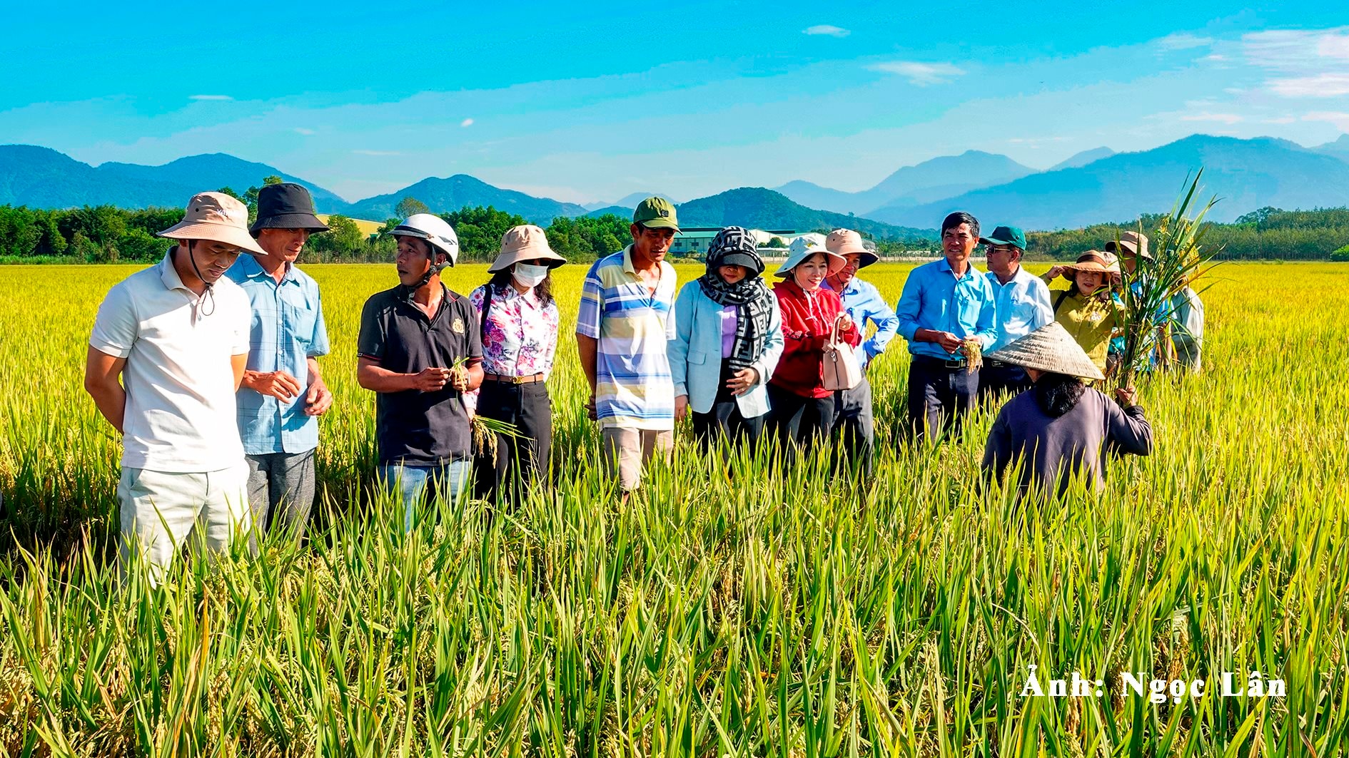 san-xuat-lua-o-xa-sung-nhon-duc-linh-anh-n.-lan-1-.jpg