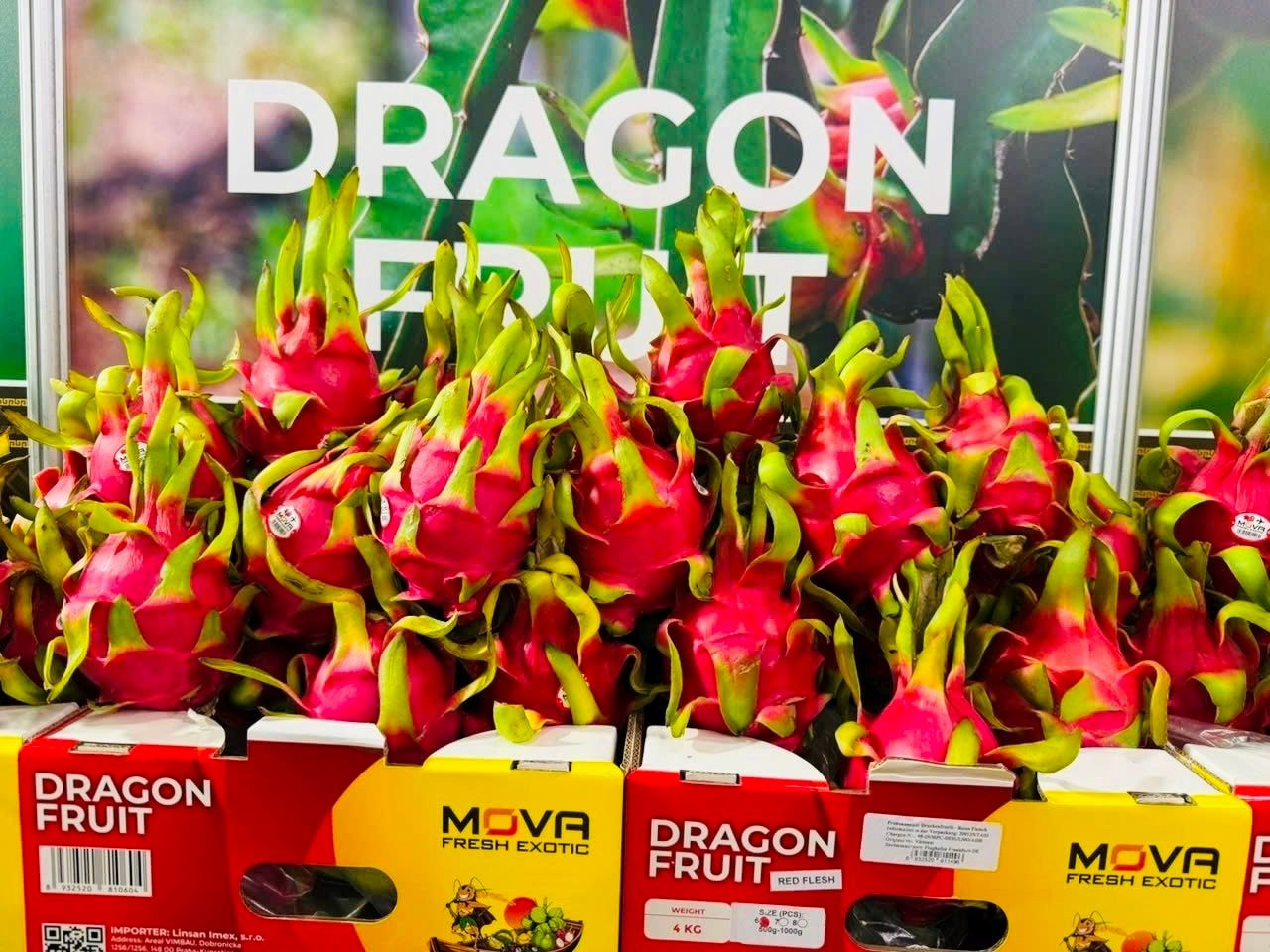 Binh Thuan’s dragon fruit on display at an exhibition in Germany