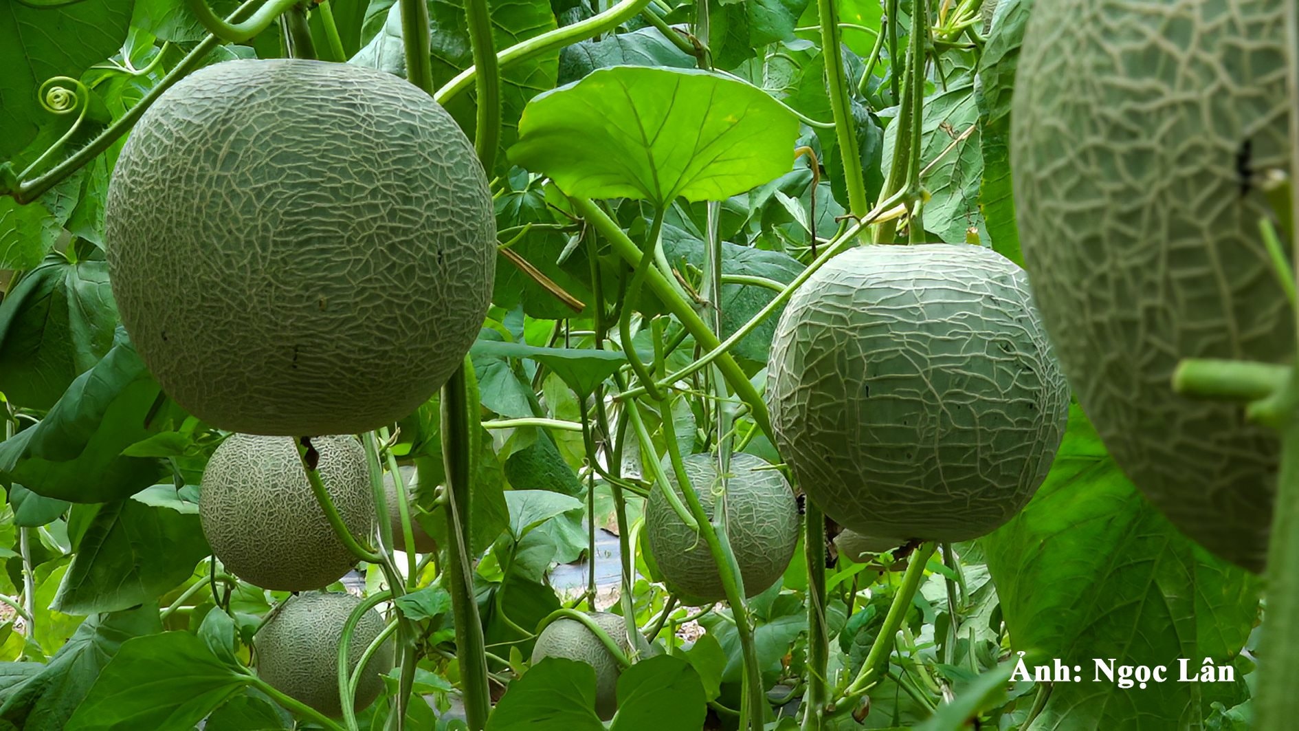 c0339t011.jpg
