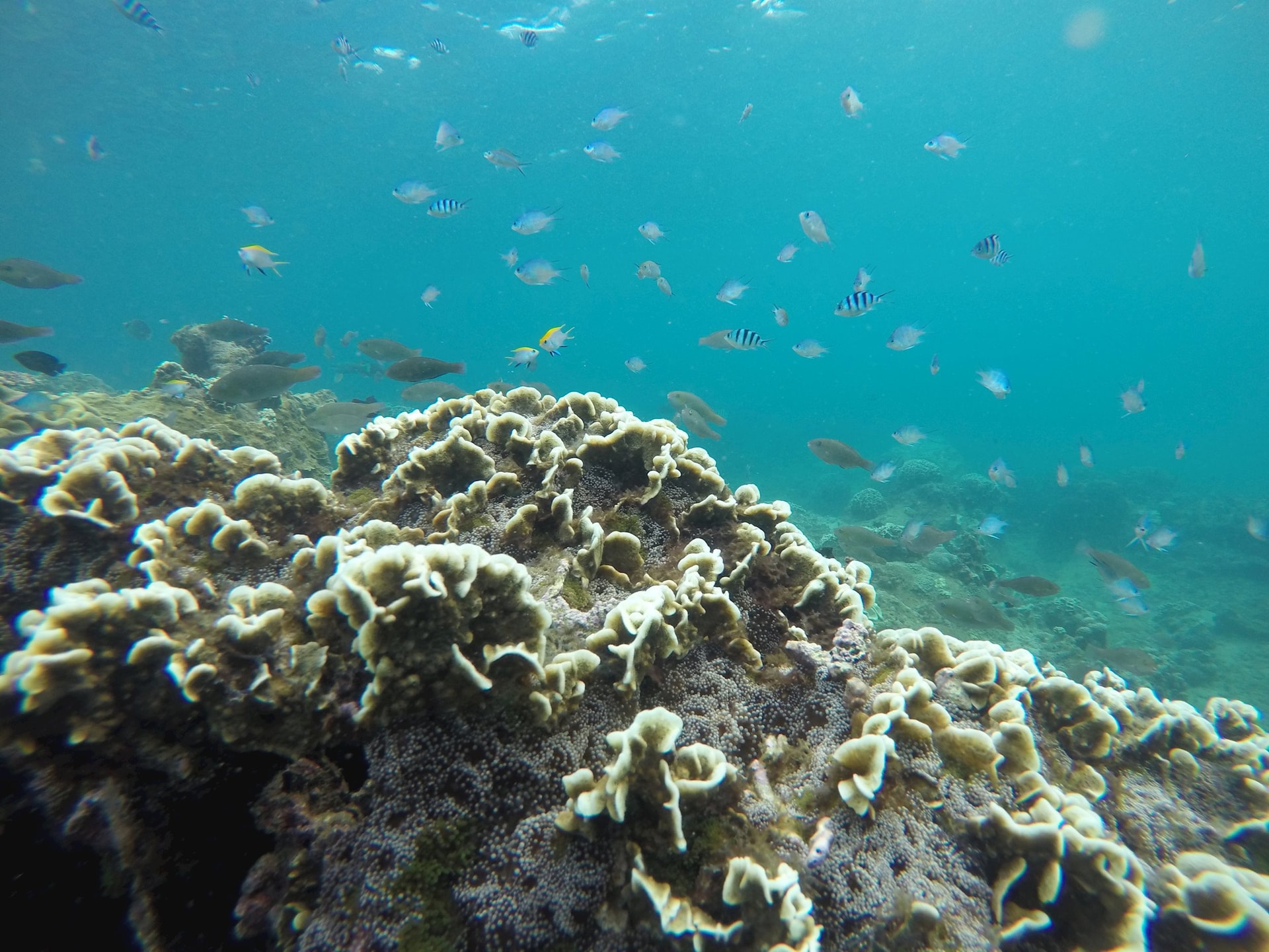 gopr0299.jpg