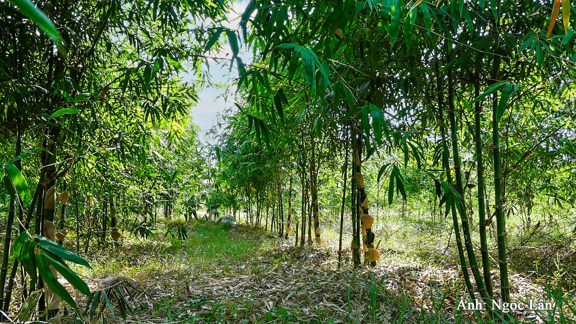 trong-tre-lay-mang-o-tanh-linh-anh-n.-lan-.jpg