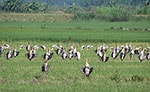 Bồ nông chân xám xuất hiện ở cánh đồng Võ Xu