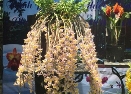 300 clubs congregated for the Phan Thiet orchid contest