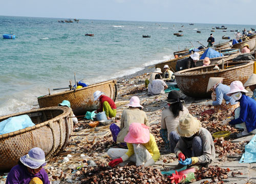 Binh Thuan allows to exploit some seafood specialties in the local waters from August 1st