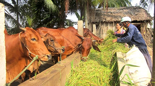 Bò mất giá, khổ người chăn nuôi