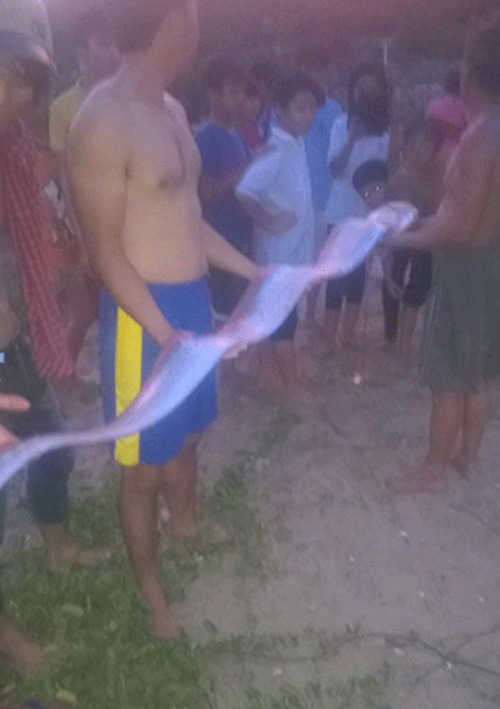 3-meter ribbon fish drifted on Mui Ne beach