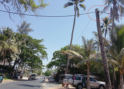 Hiểm họa từ những cột điện bằng cây dừa
