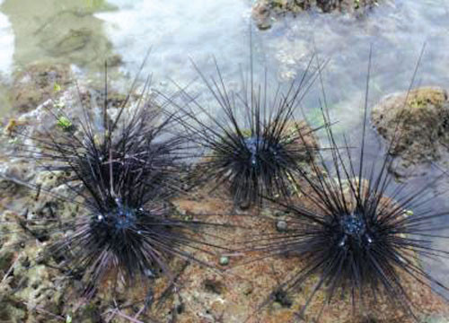 Sea-urchin: 
a tasty and food specialty in Tuy Phong