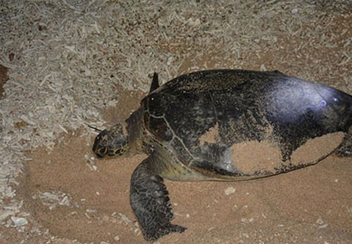 113 sea turtle eggs rescued successfully