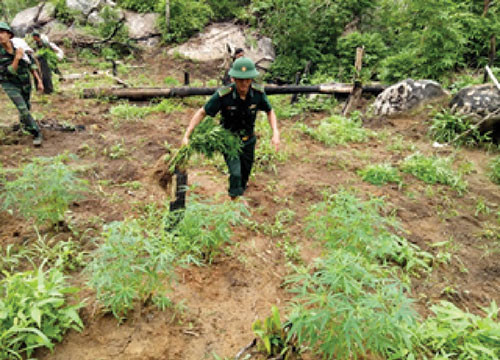 Tan Thang border guard: more than 500 kg of marijuana plants destroyed