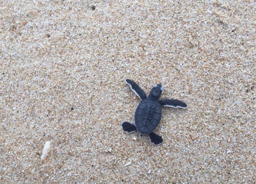 Over 100 baby turtles released into Hon Cau sea