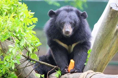 Viet Nam commits to better bear preservationThe Viet Nam Administration of Forestry on Wednesday signed a Memorandum of Understanding (MoU) with AnimalsAsia on building plans to better protect bears.