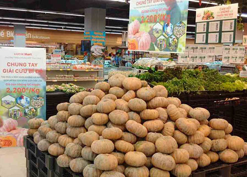 Lotte Mart Phan Thiet supports farmers to sell 5,000 kg unsold pumpkin