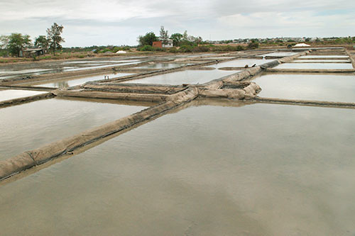 Nhiều ruộng muối bỏ trống