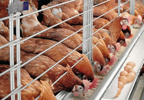 Ham Tan to invest in egg-laying hen farms