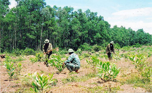 Ham Tan to afforest nearly 1,000 hectares in rainy season
