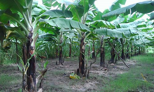 Tanh Linh seeks investment cooperation for banana export