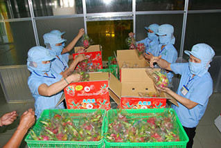Binh Thuan Dragon Fruit Association to open office in China