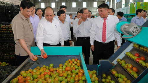 PM visits high-tech agricultural production model in Lam Dong