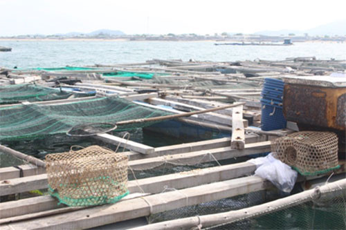 Binh Thuan: Seafood output hits 1,119 tons in July