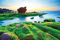 Tuy Phong: Biển Cổ Thạch mùa rêu