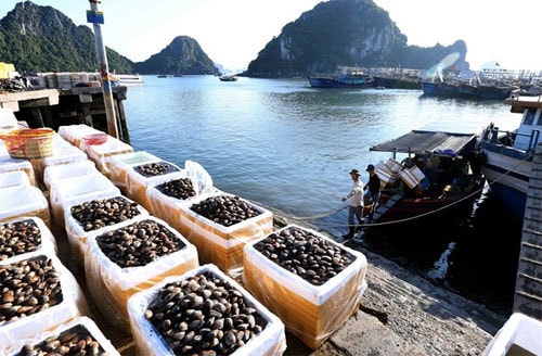 Ministry seeks to gain 40 billion USD from agro-forestry-fishery exports