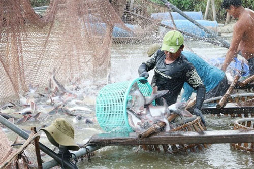 Mekong Delta uses high-tech methods to raise tra fish
