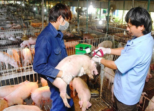 Vietnam can now produce foot-and-mouth disease vaccine