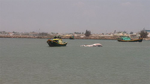 Dead Whale Carcass found in Thuong Chanh waters