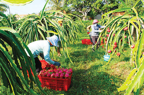 Three full-funded scholarships offered for researches on dragon fruit cultivation