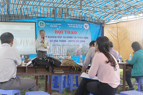 Binh Thuan sees high prospectsfor growing new garlic varietiesin Hoa Thang