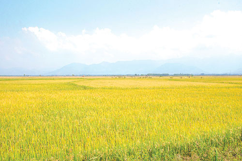 Tanh Linh to launch high-quality rice-field
