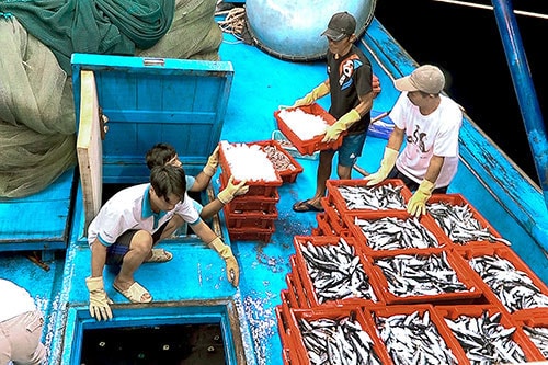 Binh Thuan: Over 90,000 tons of fishery output in the first half